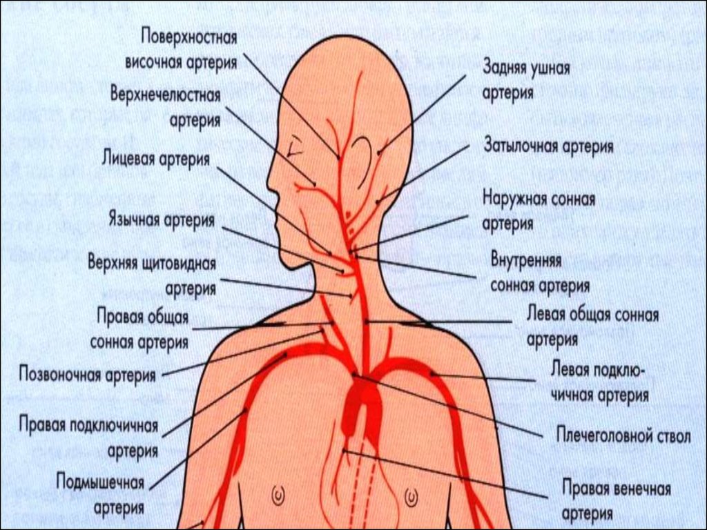 Щитовидная артерия