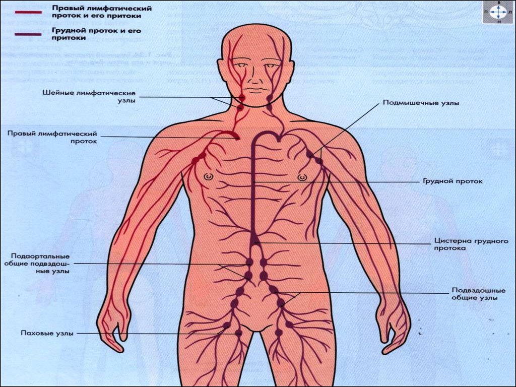 Мышечный узел. Мышечные узлы. Цистерна грудного протока. Грудной приток часть какой системы.