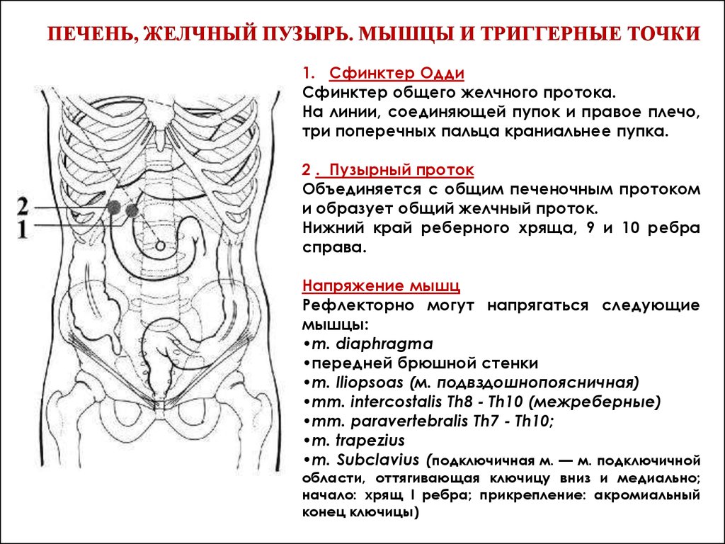 Висцеральные дуги. Сфинктер Одди расположение на животе. Проекция сфинктера Одди на животе. Висцеральный массаж сфинктера Одди. Массажная точка желчного пузыря.