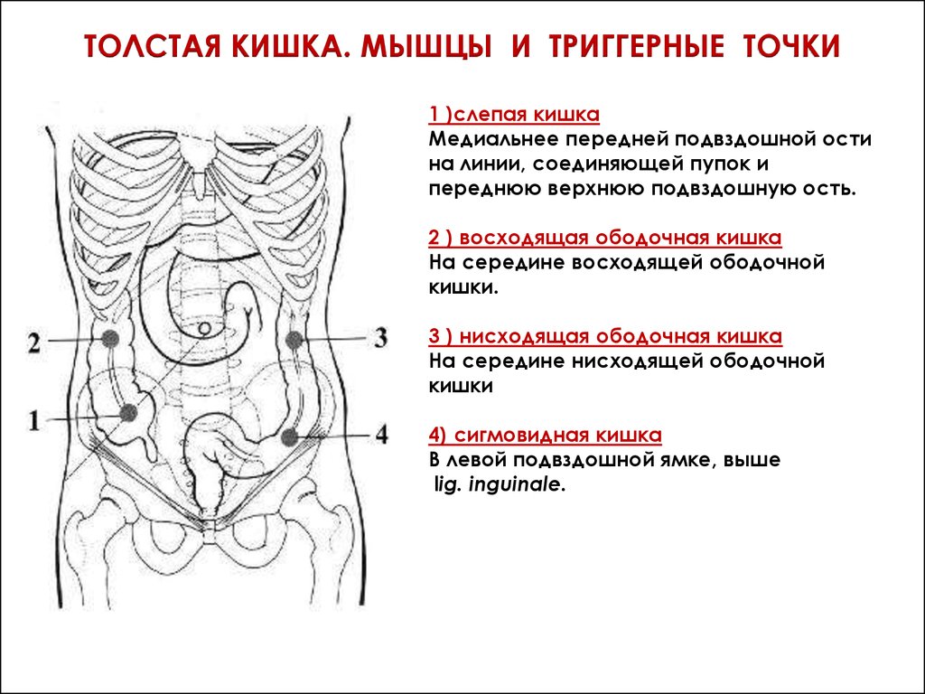 Кишка с правой стороны. Расположение толстой кишки относительно пупка. Поперечная ободочная кишка пупок. Подвздошная и слепая кишка.