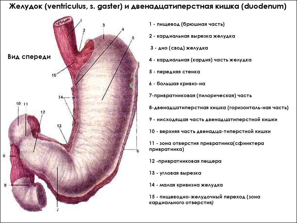 Кардиальный отдел пищевода. Кардиальная часть желудка анатомия. Желудок анатомия человека латынь. Желудок строение анатомия пилорическая часть. Строение кардиального отдела желудка.