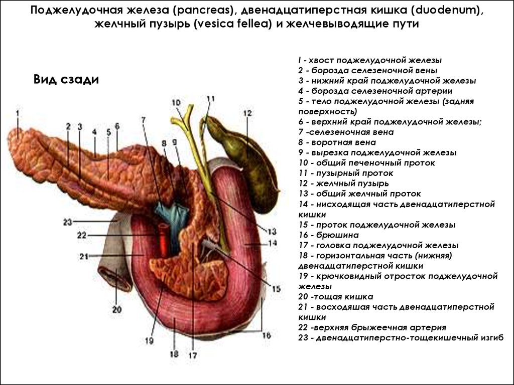 Горизонтальные части. Поджелудочная железа и 12 перстная. Строение поджелудочной железы вид сзади. 12 Перстная кишка и поджелудочная железа. Желчный пузырь двенадцатиперстная кишка поджелудочная железа.