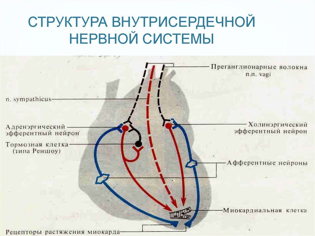 Периферические рефлексы. Интракардиальные механизмы нервной регуляции деятельности сердца. Схема рефлекса сердца. Внутрисердечные периферические рефлексы регуляции сердца схема. Схема внутрисердечной нервной системы.