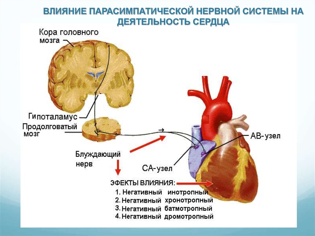 Сердечно сосудистый нервный центр. Схема регуляции сердечной деятельности. Влияние парасимпатической системы на сердце. Влияние парасимпатических нервов на деятельность сердца. Нервная парасимпатическая регуляция сердечной деятельности.