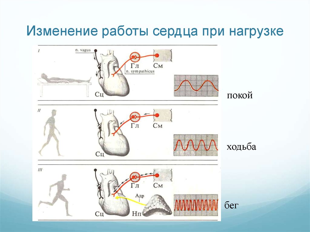 Деятельность сердца