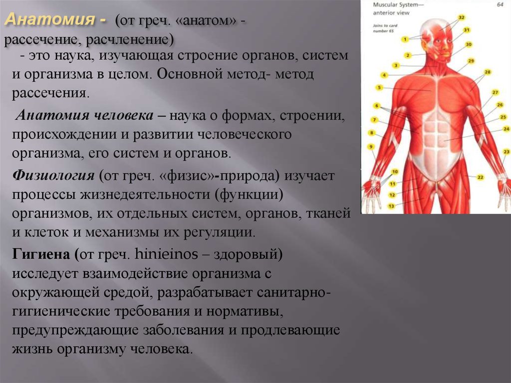 Функции органов изучает. Анатомия и физиология человека. Основы анатомии и физиологии. Анатомия это наука. Анатомия это кратко.