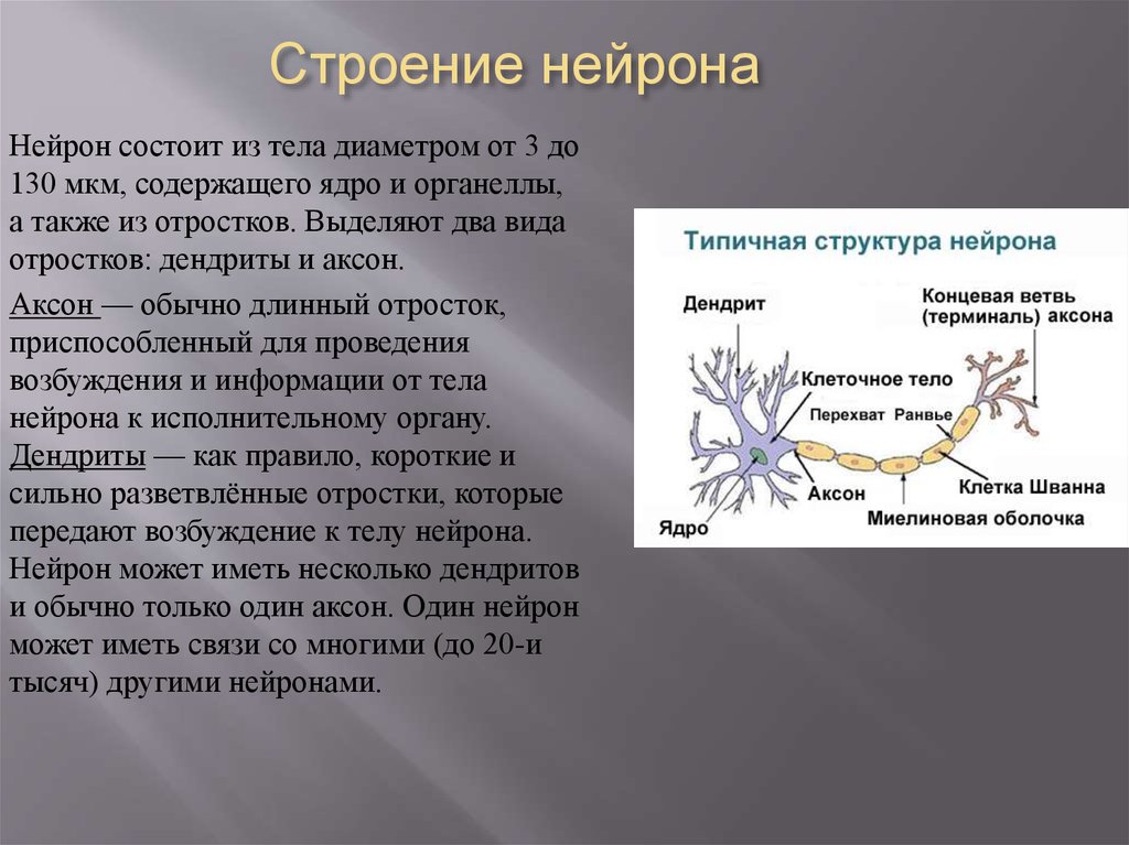 Короткий и сильно ветвится. Нейрон состоит из аксона и дендритов. Строение нейрона тело Аксон дендрит. Строение нейрона. Отростки. Дендрит. Дендрит нейрона структура.