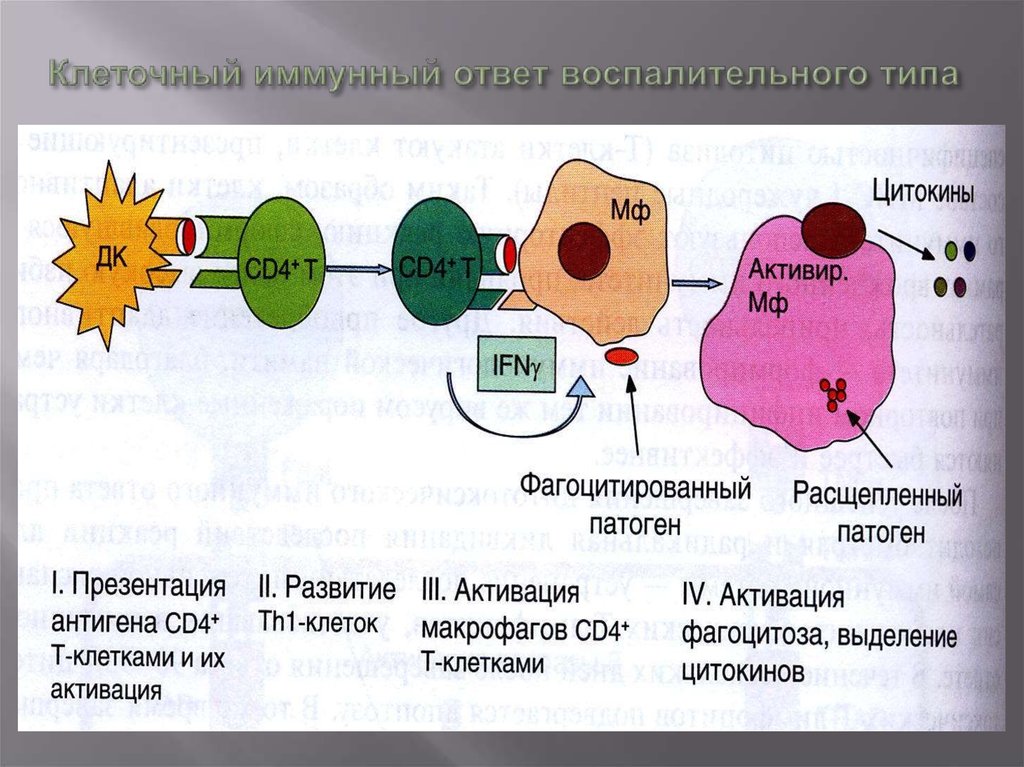 Иммуноглобулины интерфероны. Клеточный иммунный ответ т-лимфоциты. Первичный иммунный ответ схема. Клеточный иммунный ответ патофизиология. Индукция иммунного ответа иммунология.