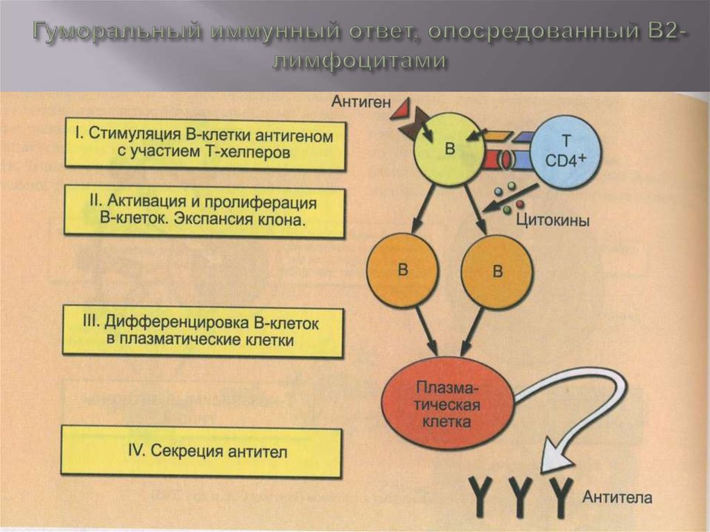 Иммунный ответ выполняют