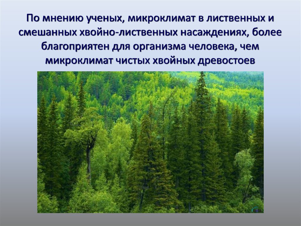 Значение хвойного леса. Влияние леса на человека. Влияние леса на здоровье человека. Влияние человека на хвойных лесов. Влияние человека на хвойный лес.