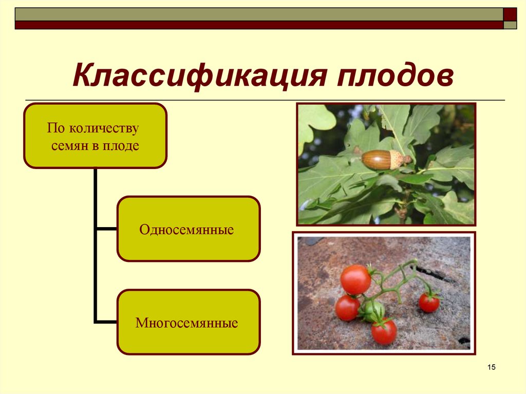 Какие есть плоды. Классификация плодов. Плоды классификация плодов. Классификация плодов и семян. Плоды растений классификация.