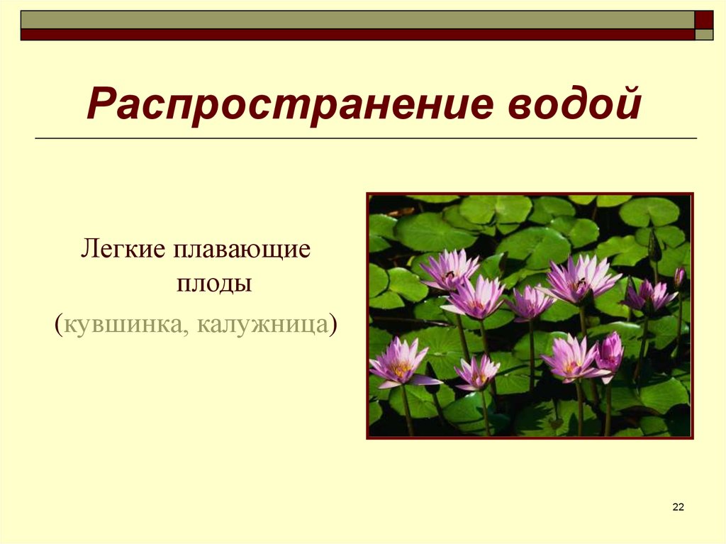 Растения распространение водой. Распространение кувшинки. Распространение семян кувшинки. Распространение семян с помощью воды. Распространение растений водой.