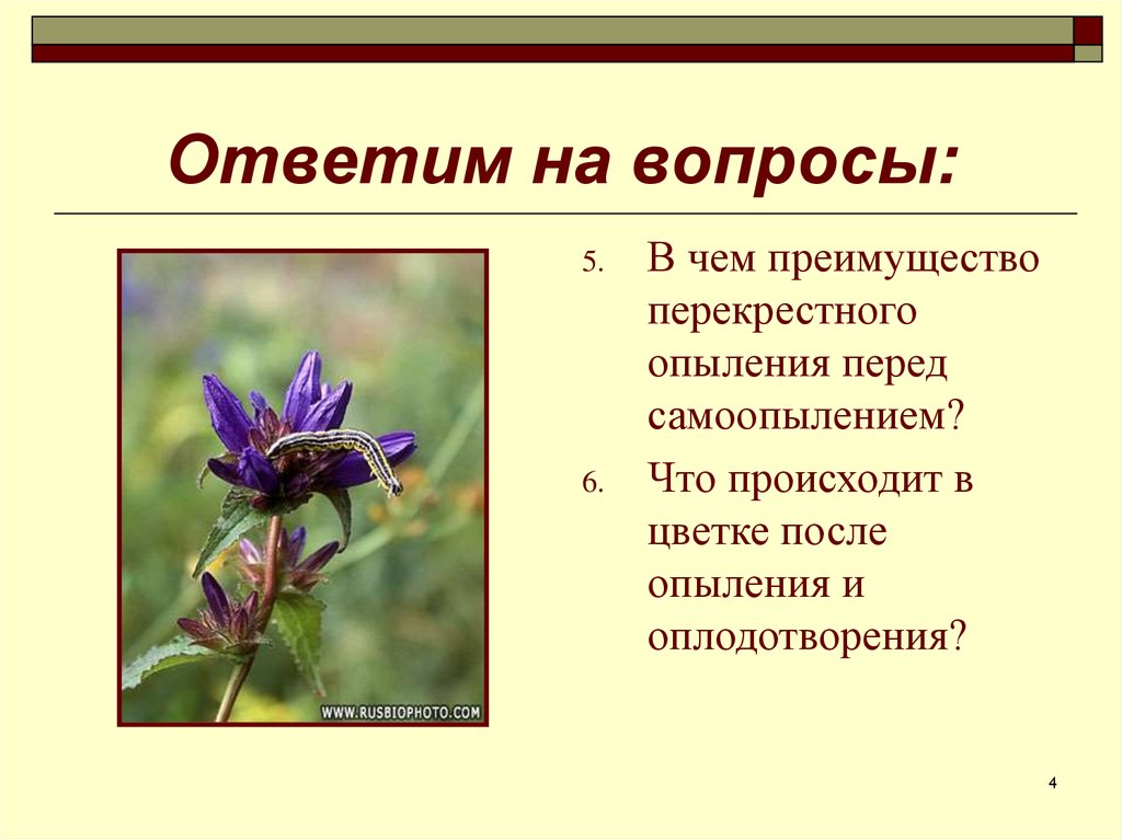 Преимущества растений. Преимущества перекрестного опыления растений. Преимущества перекрестного опыления. В чем преимущество перекрестного опыления перед самоопылением. Преимущества самоопыления.