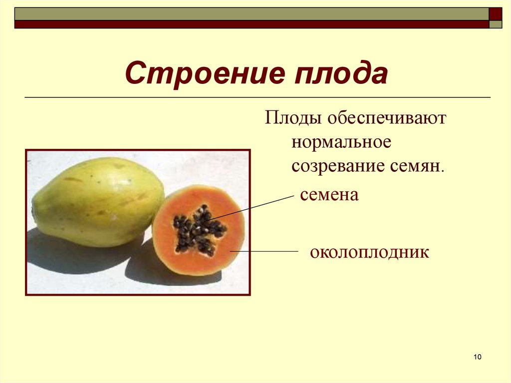 Тест по биологии плоды тема плоды. Строение плода 6 класс. Строение плодов. Строение плода околоплодник. Строение плода растения.