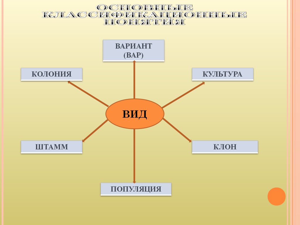 Понятие вариант. Вид колония культура штамм. Понятия «вид», «штамм», «культура», «клон», «популяция».. Вид чистая культура штамм клон. Понятие о культуре, штамме, клоне бактерий..