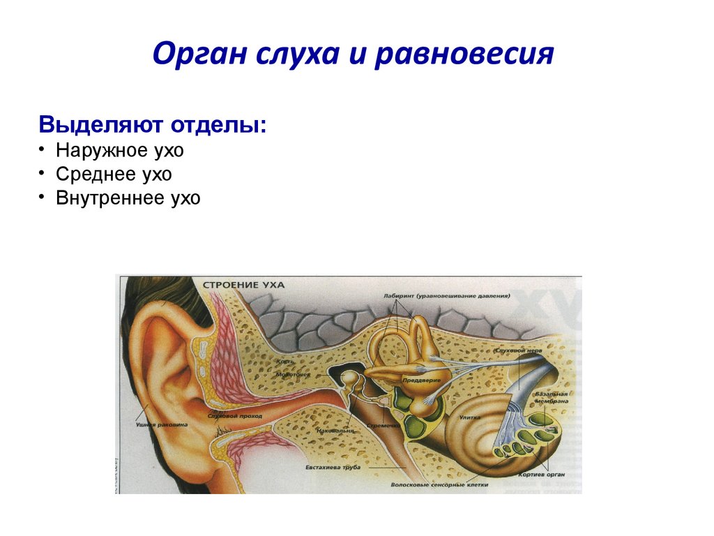 Части уха наружное среднее внутреннее. Органы слуха наружное среднее внутреннее ухо. Орган слуха и равновесия анатомия ушная раковина. Ухо строение анализатор равновесия. Слуховой анализатор. Органы слуха и равновесия.