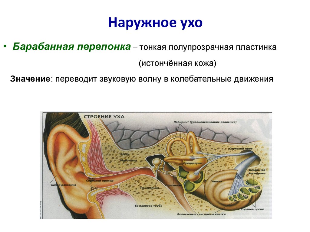 Внешняя ушная раковина. Наружное ухо барабанная перепонка. Строение ушной барабанной перепонки. Барабанная перепонка строение уха. Строение внешнего уха анатомия.