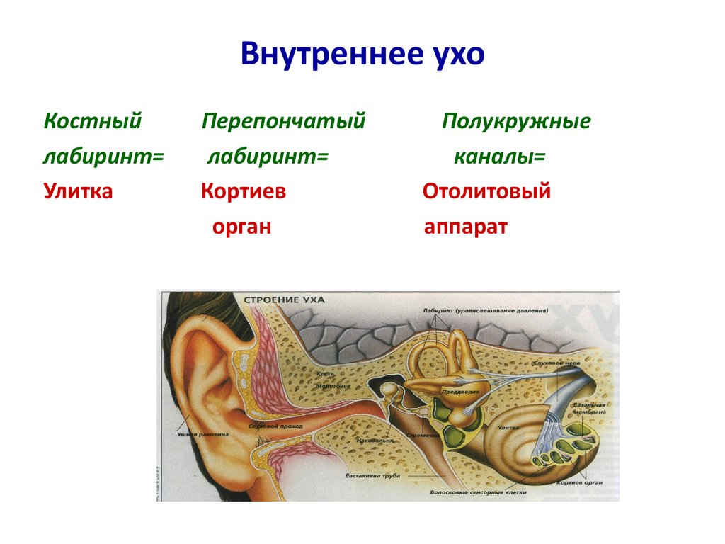 Ухо человека расположено в полости кости. Внутреннее ухо костный Лабиринт. Костный Лабиринт внутреннего уха анатомия. Внутреннее ухо улитка анатомия. Строение улитки внутреннего уха.