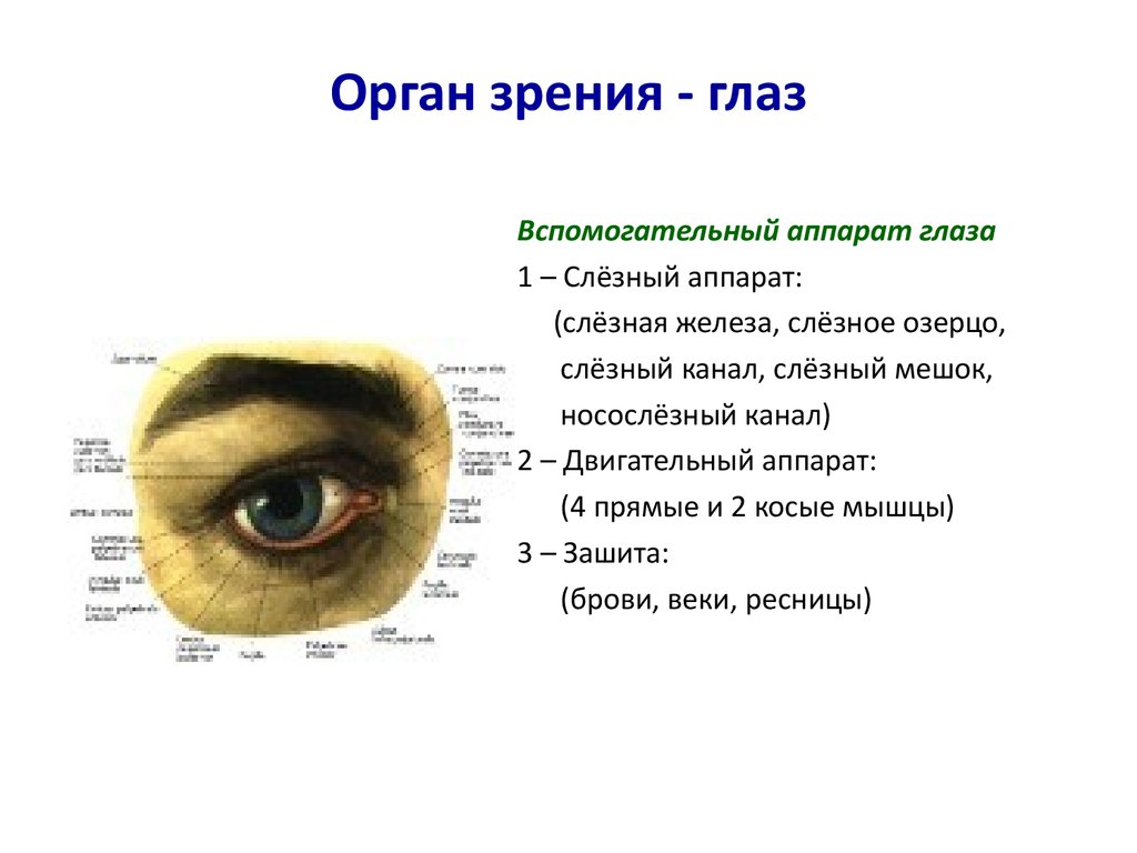 Тест по теме органы зрения. Интересные глаза. Интересные факты о органе зрения. Интересные факты о глазах. Интересные факты о зрении человека.
