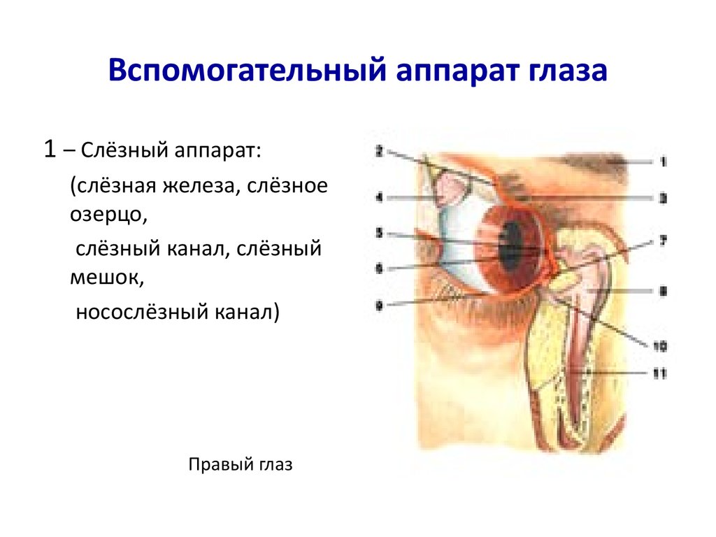 Функции слезной железы глаза