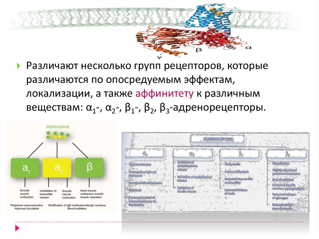 Нескольким группам в которые. Группы рецепторов. По локализации рецепторов различают. Адренорецепторы это рецепторы взаимодействующие с. Белки мишени в биологии.