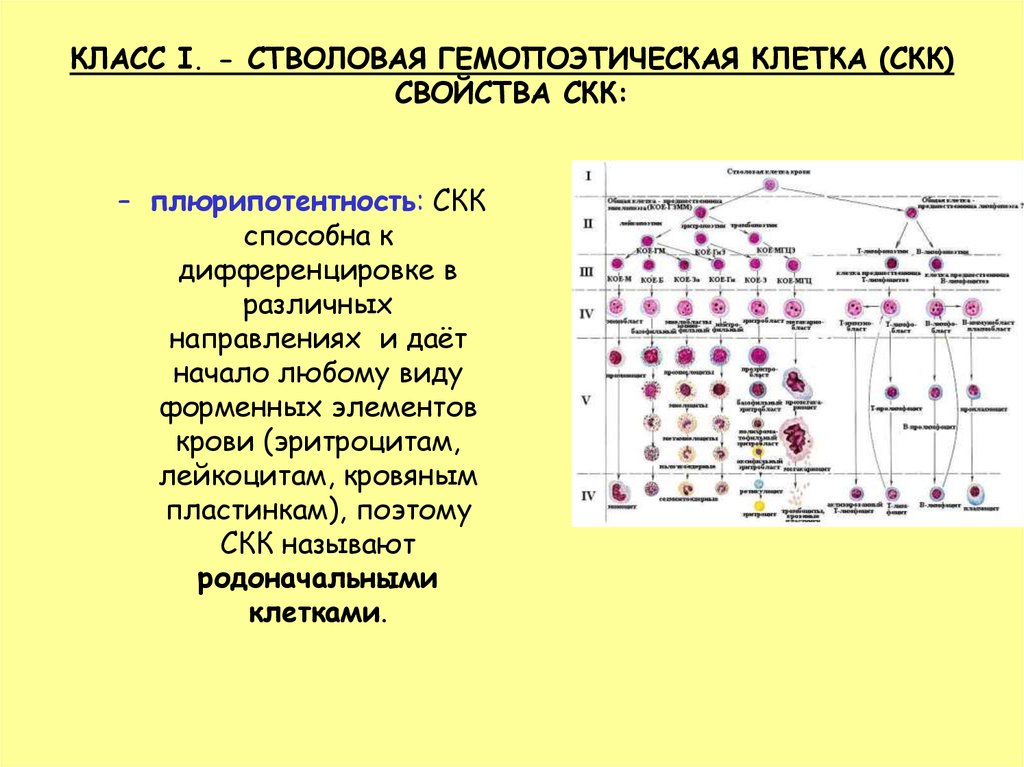 Гемопоэтические стволовые клетки презентация - 80 фото