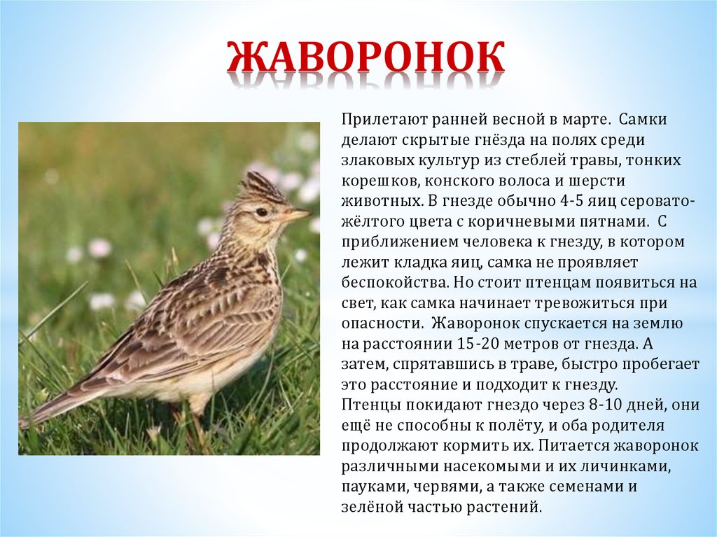 Описание для детей 2 класса. Кратко о полевом жаворонке. Полевой Жаворонок зимовка. Жаворонок краткое описание для детей. Полевой Жаворонок 2 класс окружающий.