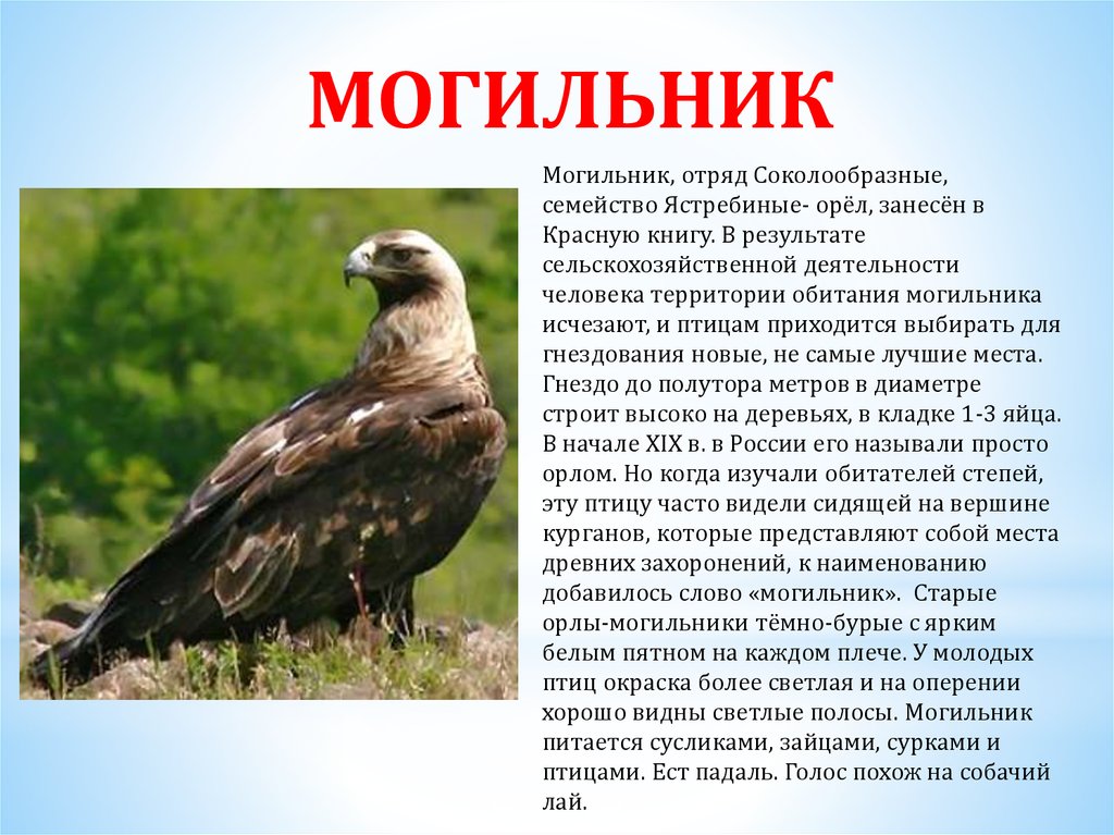 Сообщение о редких видах птиц. Орел могильник красная книга. Отряд Соколообразные семейство Ястребиные Орел. Орёл могильник краткое описание. Хищные птицы Забайкалья.