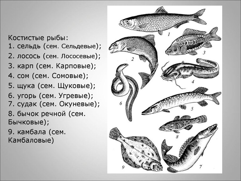 Какие рыбы относятся к классу костные. Виды костистых рыб. Семейства костных рыб. Семейство сельдевых рыб. Форма тела сельдевых.