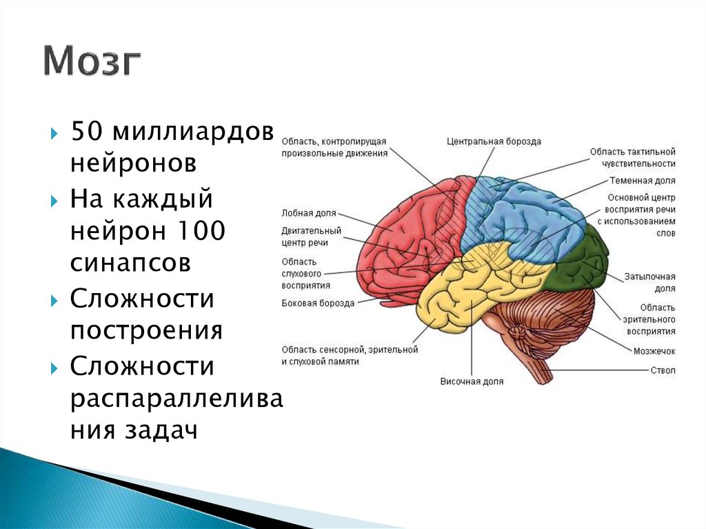 Мозги возможности