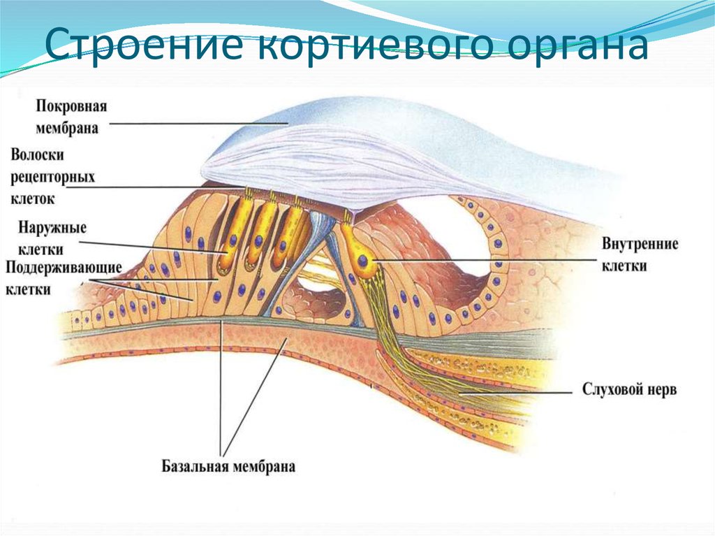 Слуховые рецепторы находятся в органе. Кортиев орган в улитке внутреннего уха. Кортиев орган на схеме уха. Слуховой анализатор Кортиев орган. Строение слухового анализатора Кортиев орган.