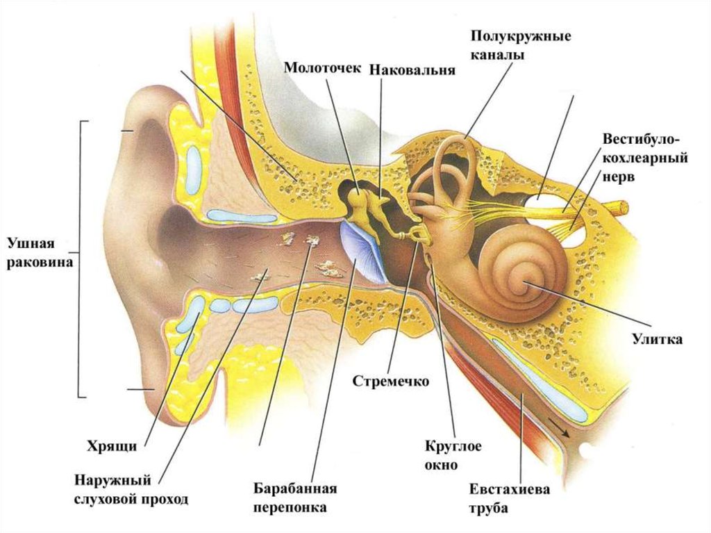 Слуховой анализатор рисунок егэ