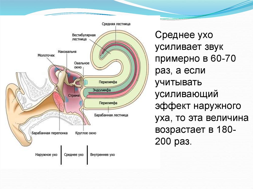 Содержимое внутреннего уха. Строение среднего уха овальное окно. Ухо человека строение и функции анатомия. Строение уха перепонка овального окна. Овальное окно слуховой анализатор.
