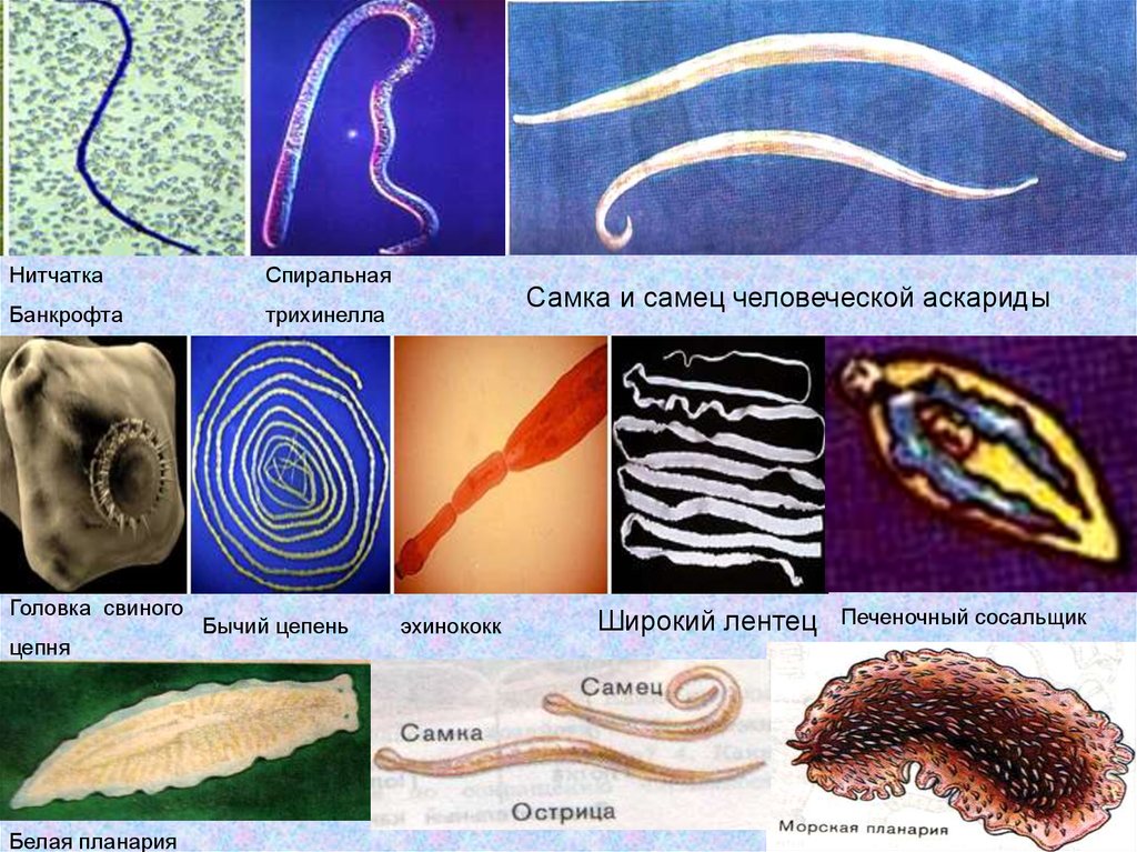 Чем внутренние паразиты отличаются от внутренних паразитов. Паразитические черви Тип круглые черви. Круглые черви паразиты Острица. Геогельминты плоские черви.