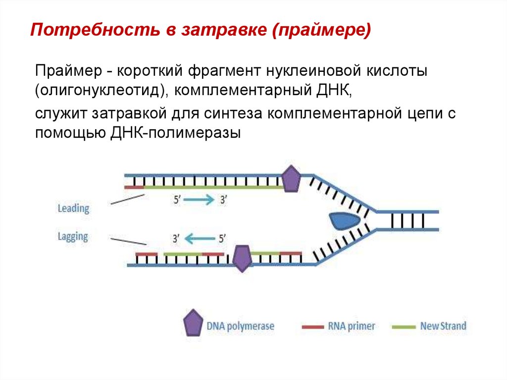Нуклеиновые кислоты тест. Репликация РНК Праймеры. Праймеры репликации ДНК. Затравка праймер в репликации ДНК. РНК затравка в репликации.
