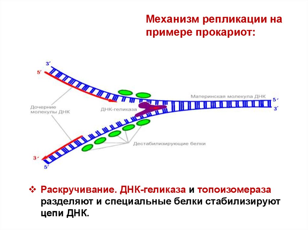 Репликации геномов