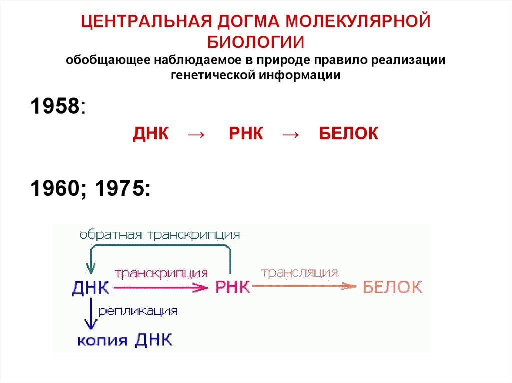 Какая схема соответствует главному постулату или центральной догме молекулярной биологии