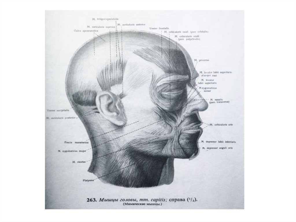 Мимические мышцы головы. Мимические мышцы головы справа. Мышцы шеи и головы анатомия миология. Head of function