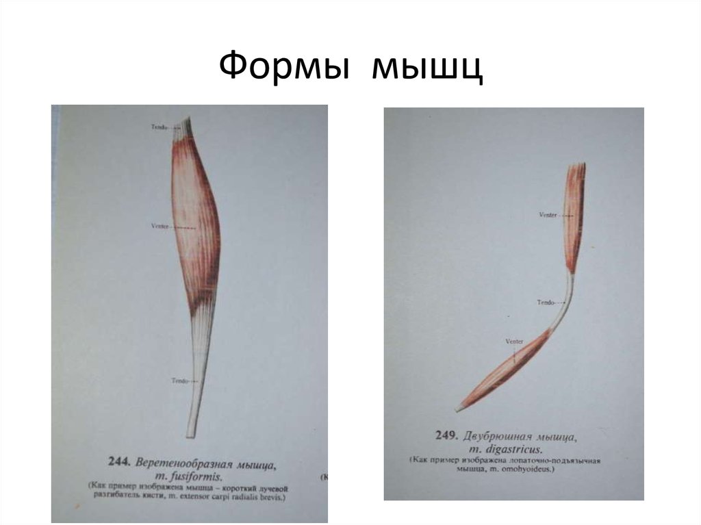 Формы мышц. Мышцы веретенообразной формы. Схема строения веретенообразной мышцы. Перистые и веретенообразные мышцы. Веретенообразная мышца функции.