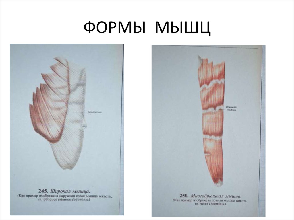 Формы мышц. Лентовидная форма мышц. Мышцы по форме бывают. Лентовидная мышца форма мышца. Формы мышц головы.