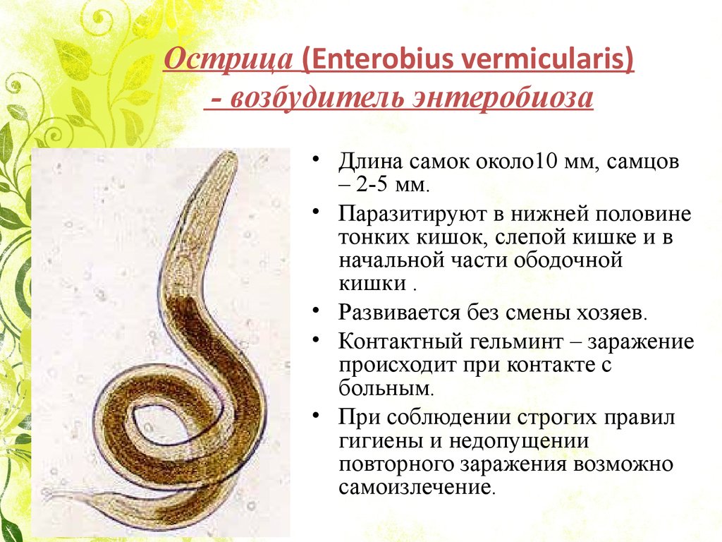 enterobius vermicularis biológia