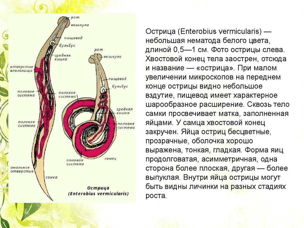 Круглые черви наличие полости тела