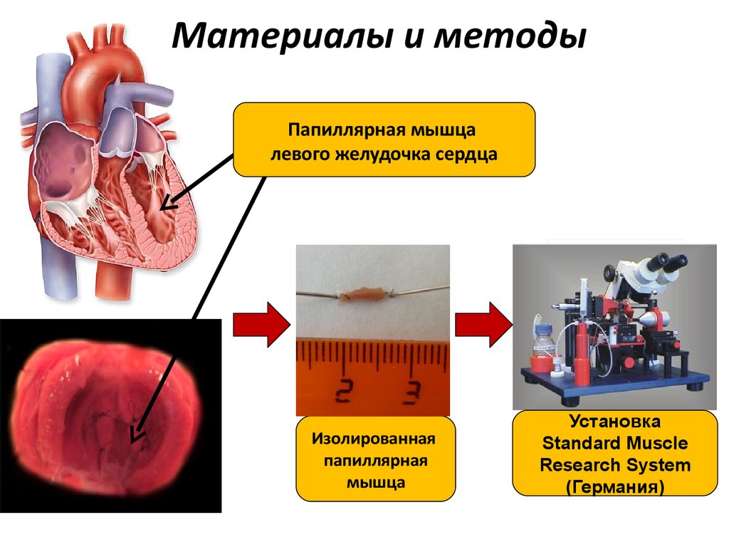 Сократительная деятельность сердца. Влияние амиодарона на проводящую систему сердца. Тетаническое сокращение сердца.