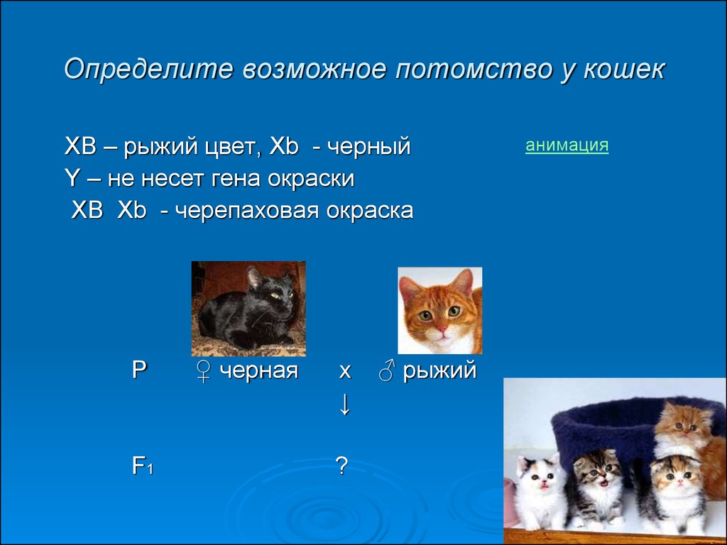 Определить возможный. Черепаховая кошка генотип. Генотип кошки с черепаховой окраской. Гены черепаховой кошки. Черепаховая расцветка кошек ген.