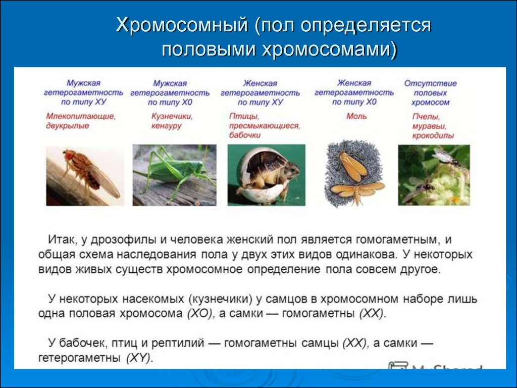 Гомогаметным полом. Типы хромосомного определения пола гетерогаметность. Гетерогаметный мужской пол примеры. Примеры гомогаметного и гетерогаметного пола. У птиц гетерогаметным полом является женский пол.