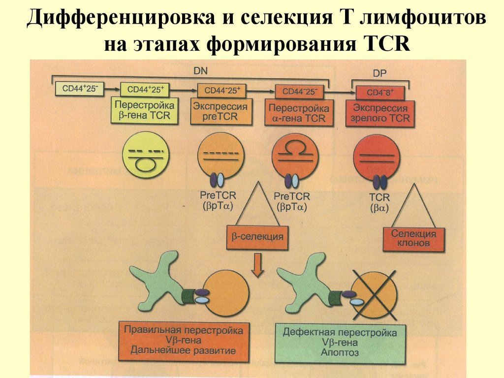 Дифференцировка лимфоцитов. Антигензависимая дифференцировка в-лимфоцитов схема. Схема дифференцировки т лимфоцитов. Этапы дифференцировки в лимфоцитов. Этапы дифференцировки т лимфоцитов.