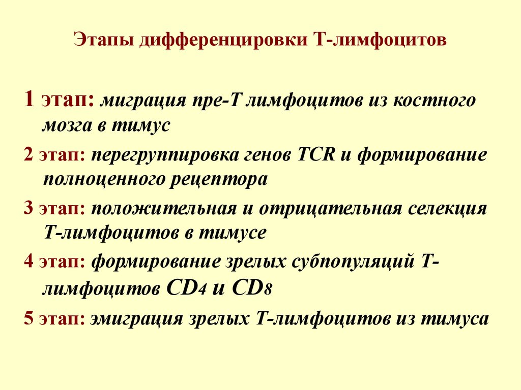 Этапы дифференцировки Т-лимфоцитов
