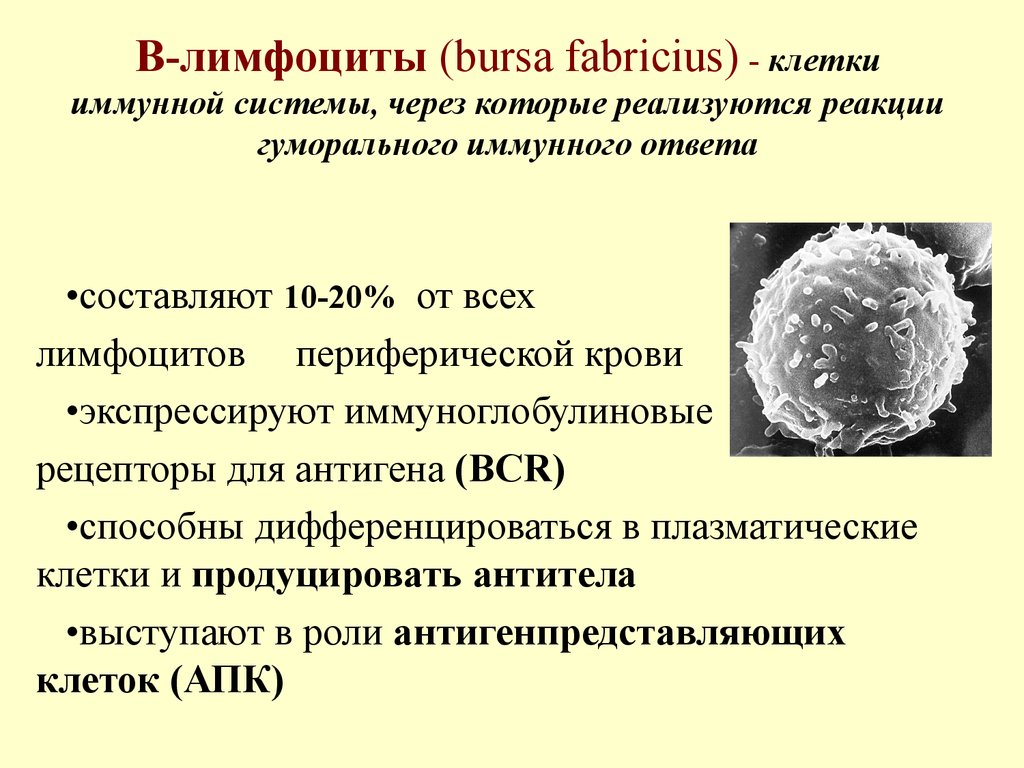 Т и б клетки. В1 лимфоциты иммунология функции. В1 лимфоциты продуцирующие иммуноглобулины. В1 и в2 лимфоциты. Функции b и t лимфоцитов.