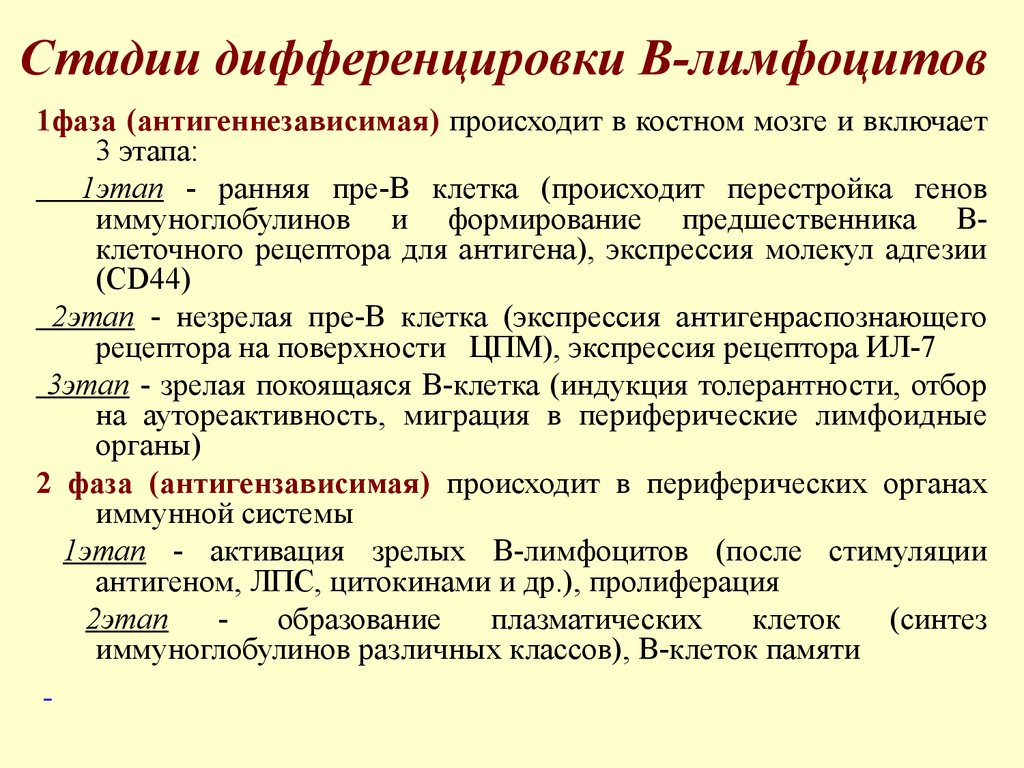 Развитие б. Этапы дифференцировки б лимфоцитов. Этапы дифференцировки т лимфоцитов. Антиген независимая дифференцировка в лимфоцитов. Этапы дифференцировки в лимфоцитов.