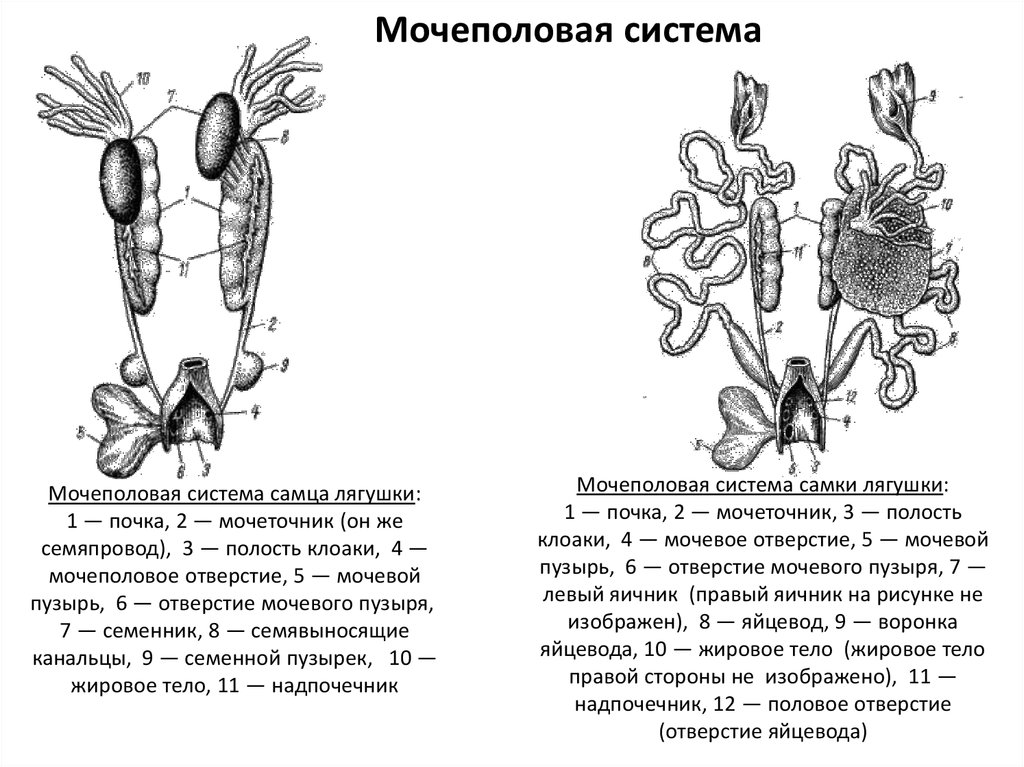 Половые клетки земноводных. Мочеполовая система самки лягушки. Половая система самца лягушки. Мочевыделительная система амфибий. Половая и выделительная система лягушек.